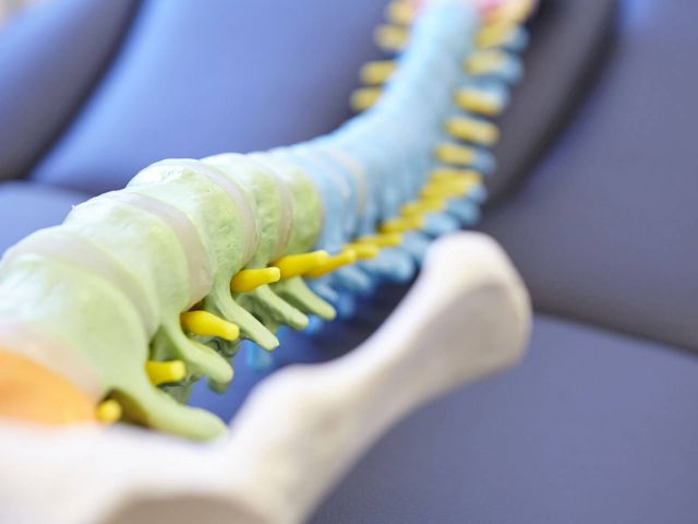 Orthopädie Praxis Bad Hersfeld | Anschauungsmaterial